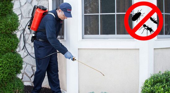 Delice Hamam Böceği İlaçlama böcek ilaçlama ve haşere kontrolü — ilaclama-tr.com